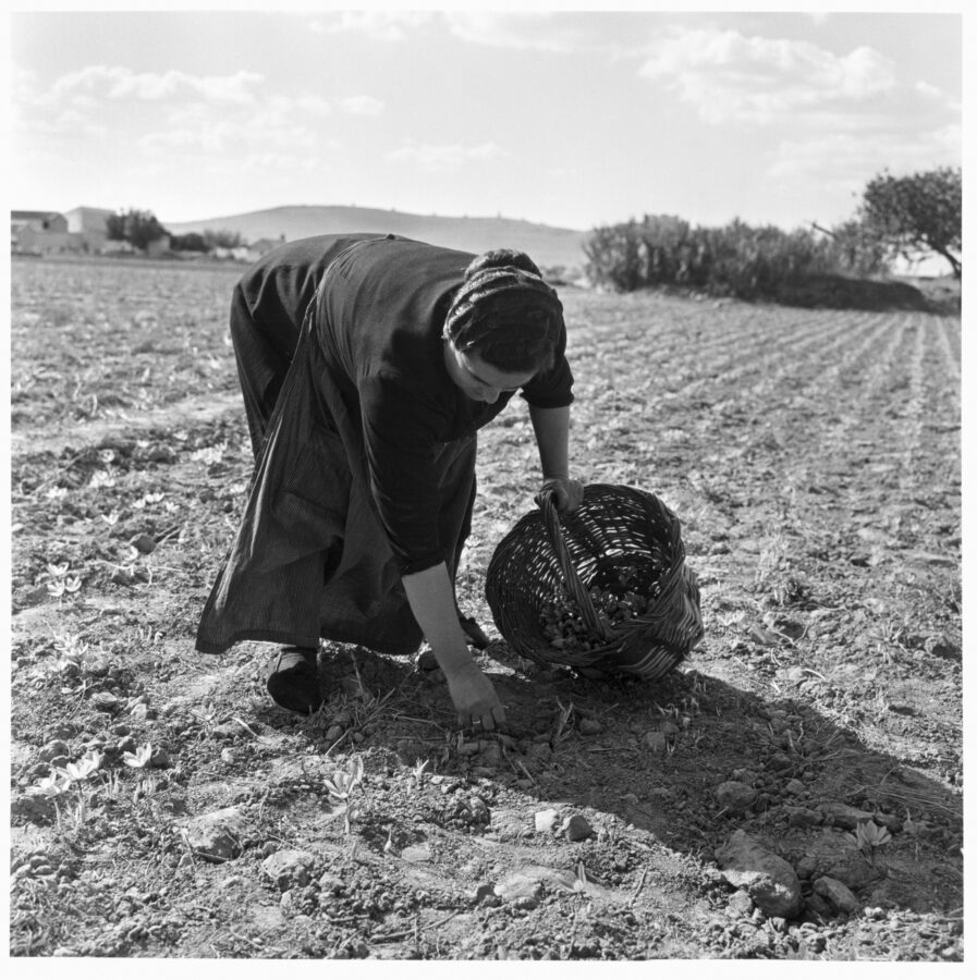 Photographic Social Vision - Recogida de la flor del azafrán. Consuegra (Toledo), 1967.