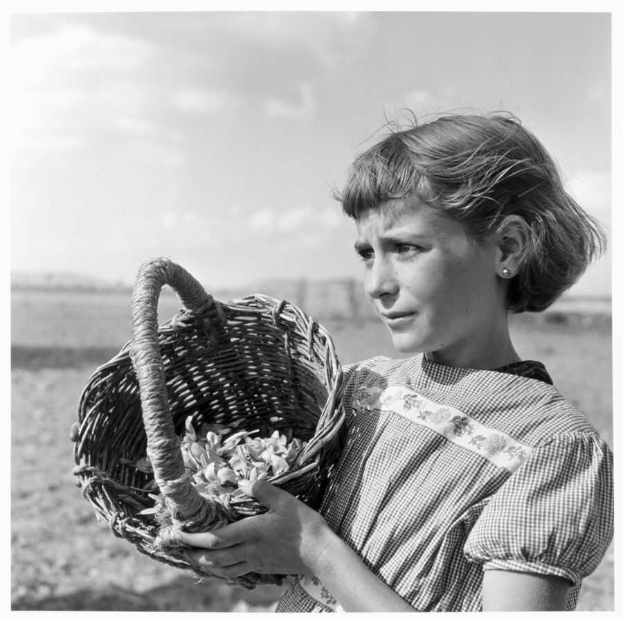 Photographic Social Vision - Recogida de la flor del azafrán. Consuegra (Toledo), 1967.