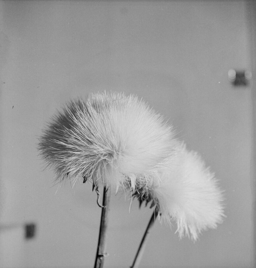 Photographic Social Vision - Sense títol, c. 1940
