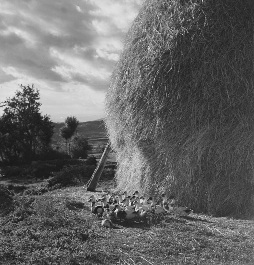 Photographic Social Vision - Sense títol, c. 1940