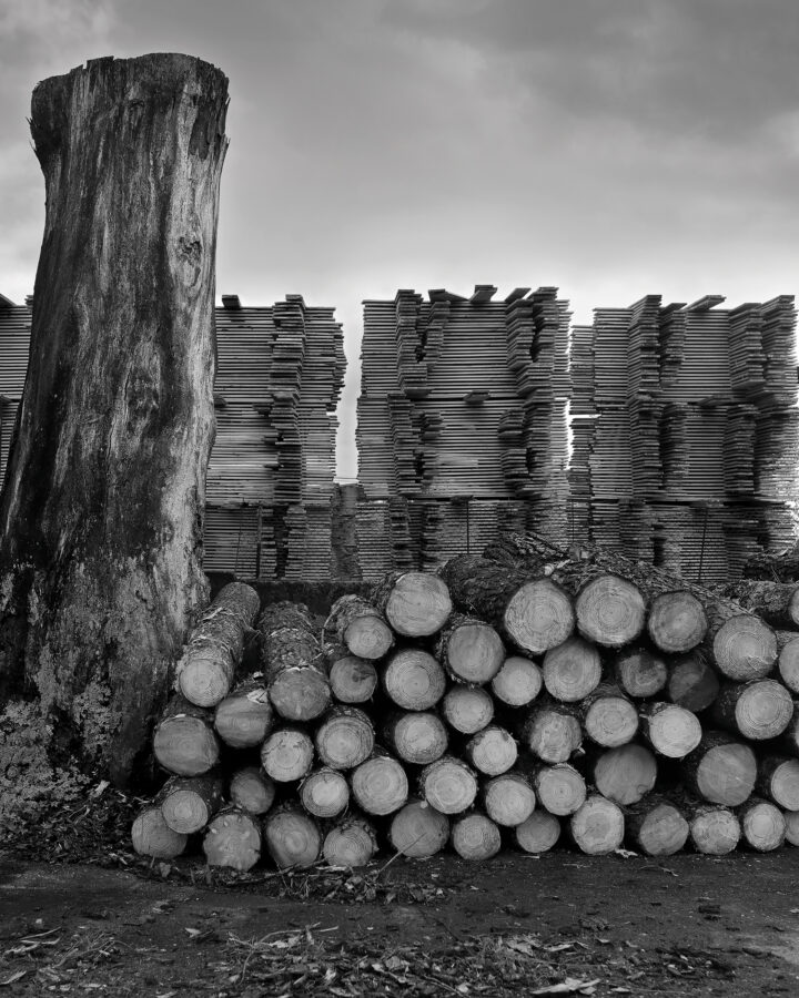 Photographic Social Vision - Del bosc a la fusta