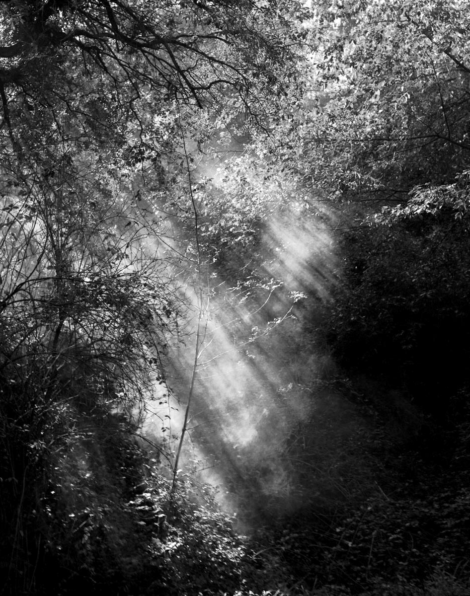 Photographic Social Vision - Del bosc a la fusta