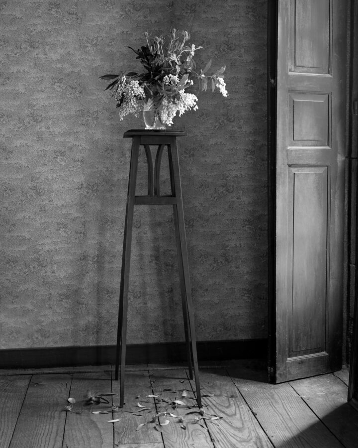 Photographic Social Vision - Flors delatores