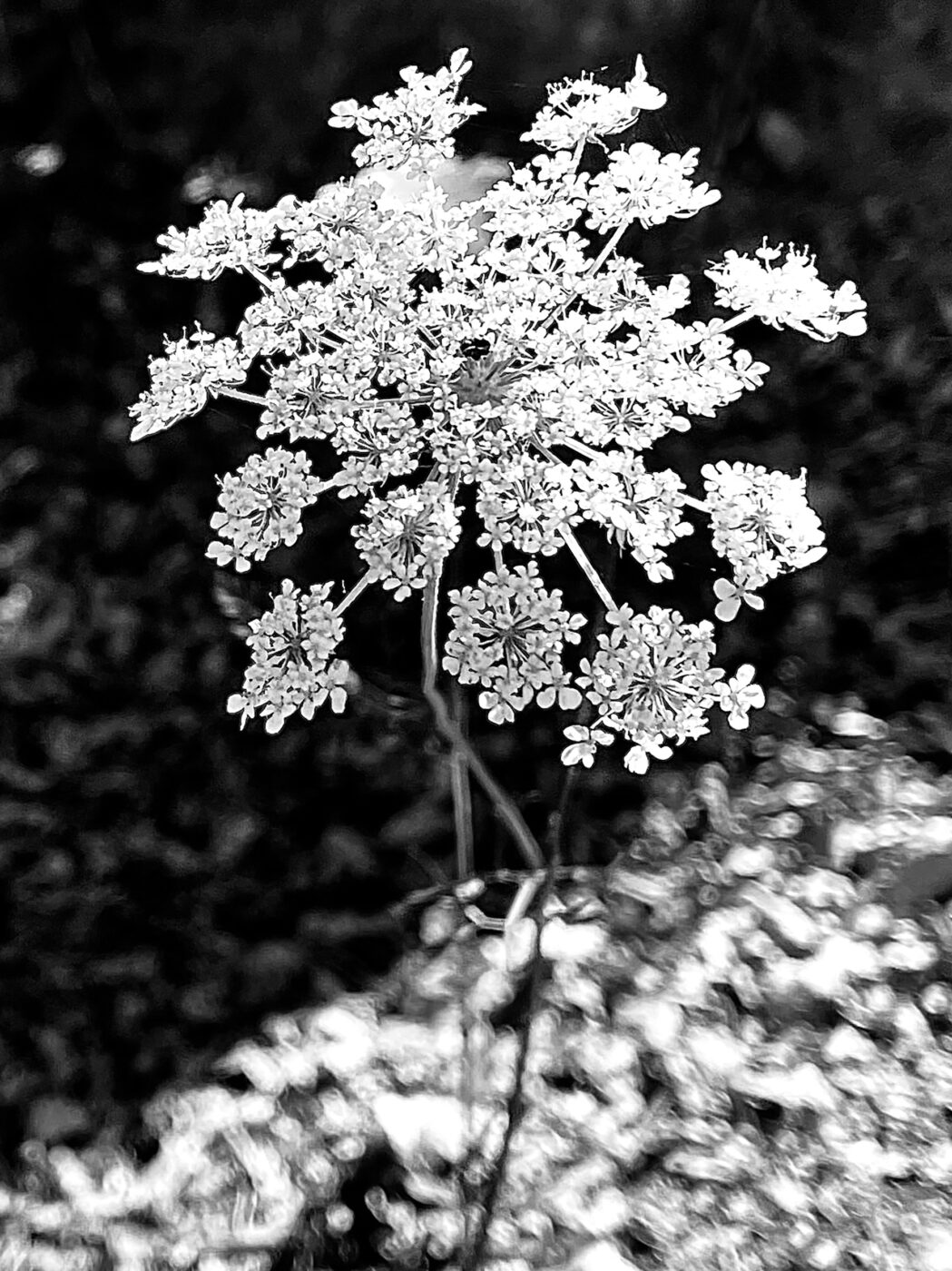 Photographic Social Vision - Flors delatores