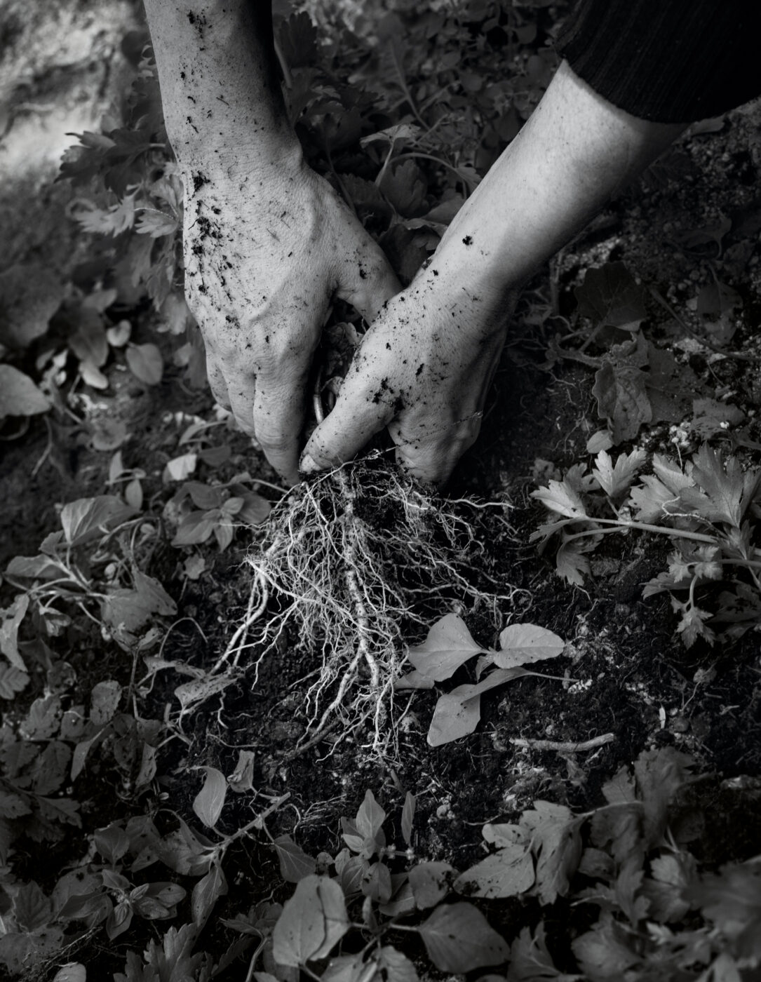 Photographic Social Vision - Women of the Land